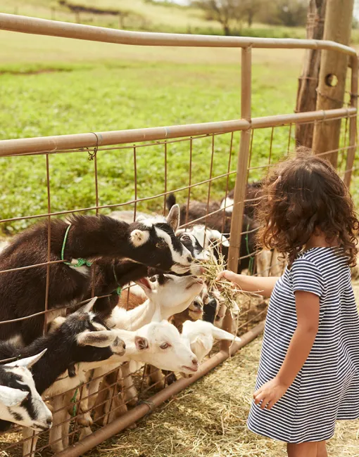 Farms & Markets