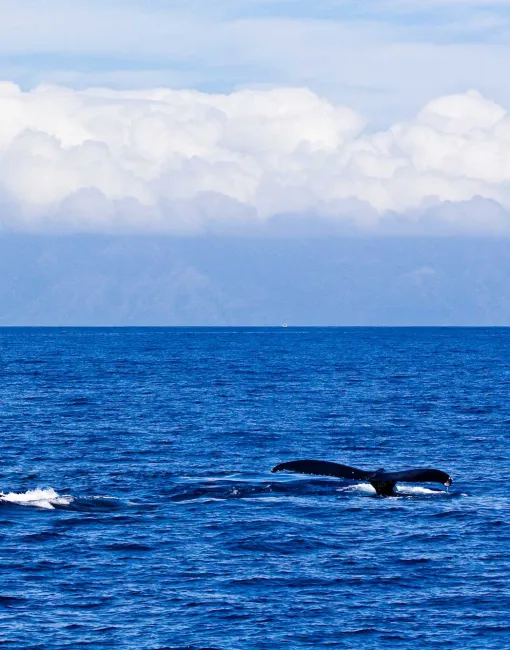 Whale Watching in Hawaii