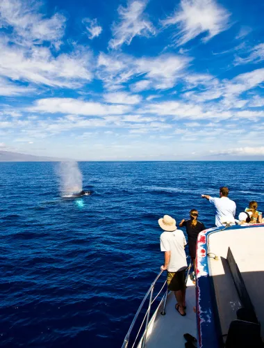 Group whale watching off the coast of Hawaiʻi