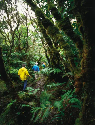 Travelers hiking through the Kamakou Preserve on Molokaʻi in Hawaiʻi