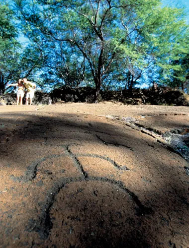 Close-up of ancient petroglyph carvings on a rocky surface surrounded by trees at Puako Petroglyph Archeological Preserve.