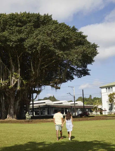 A couple walking on a grassy lawn near a large tree and historic buildings in Downtown Hilo.