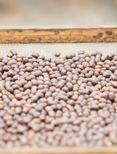 Hula Daddy Coffee Beans