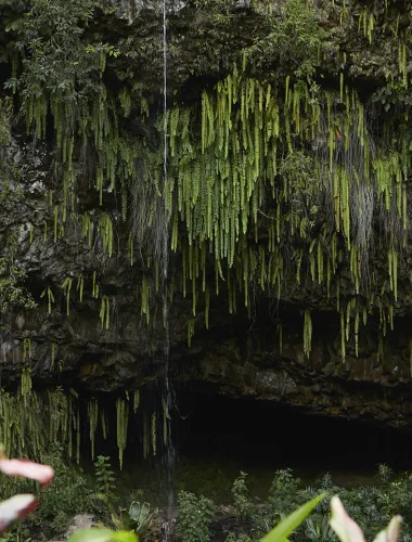 A cave covered in lush ferns hanging from the ceiling, surrounded by tropical foliage.