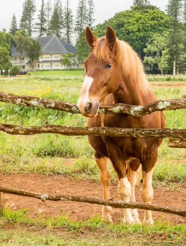 Horseback Riding