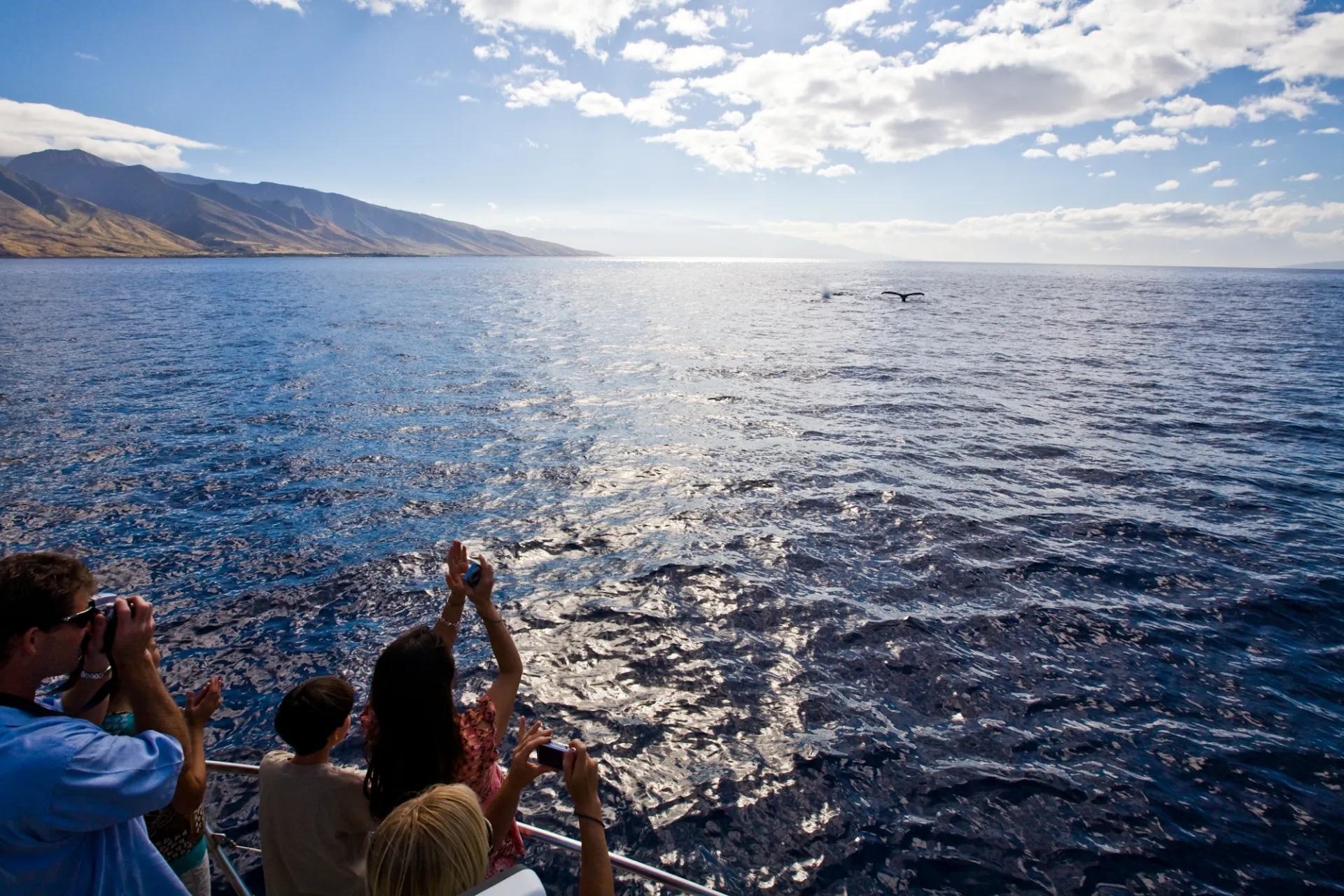 Whale Watching