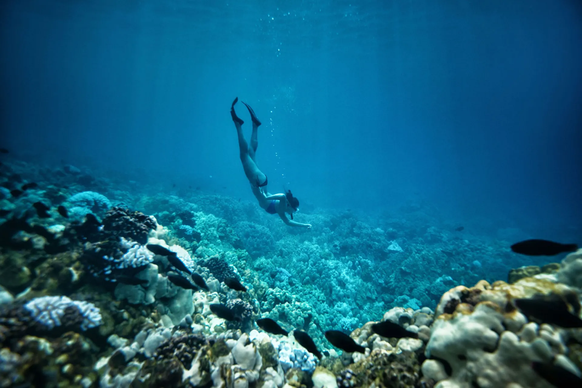 Snorkeling and Scuba
