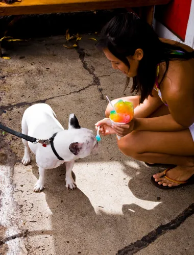 Local woman feeding a dog shave ice