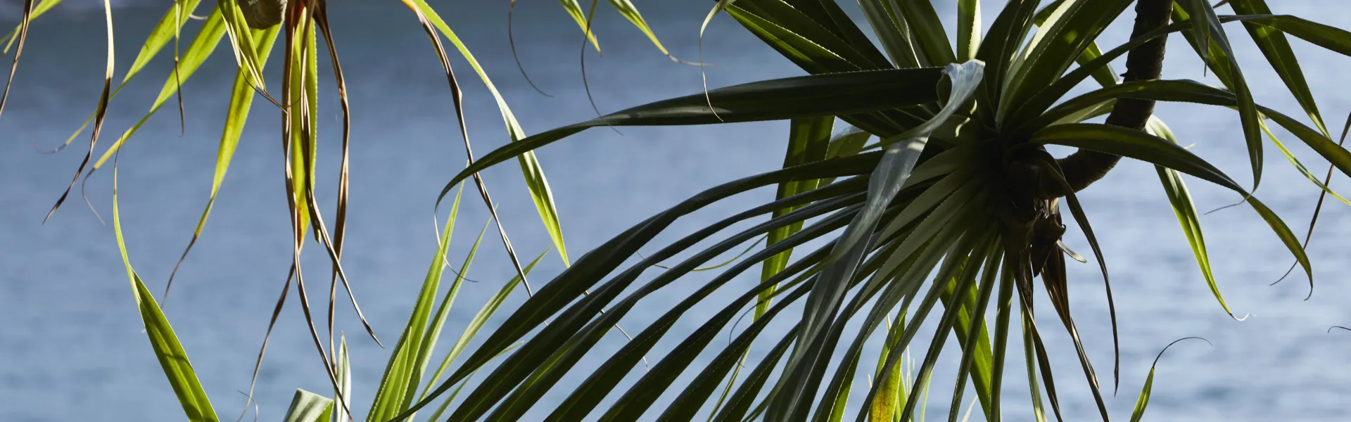 Plant with ocean on background Hawaii