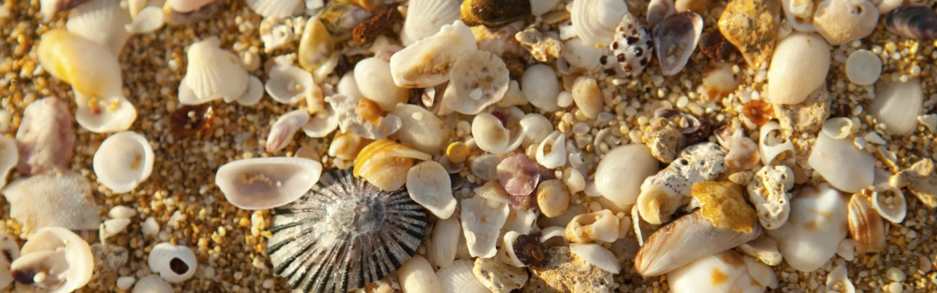 Seashells Hawaii