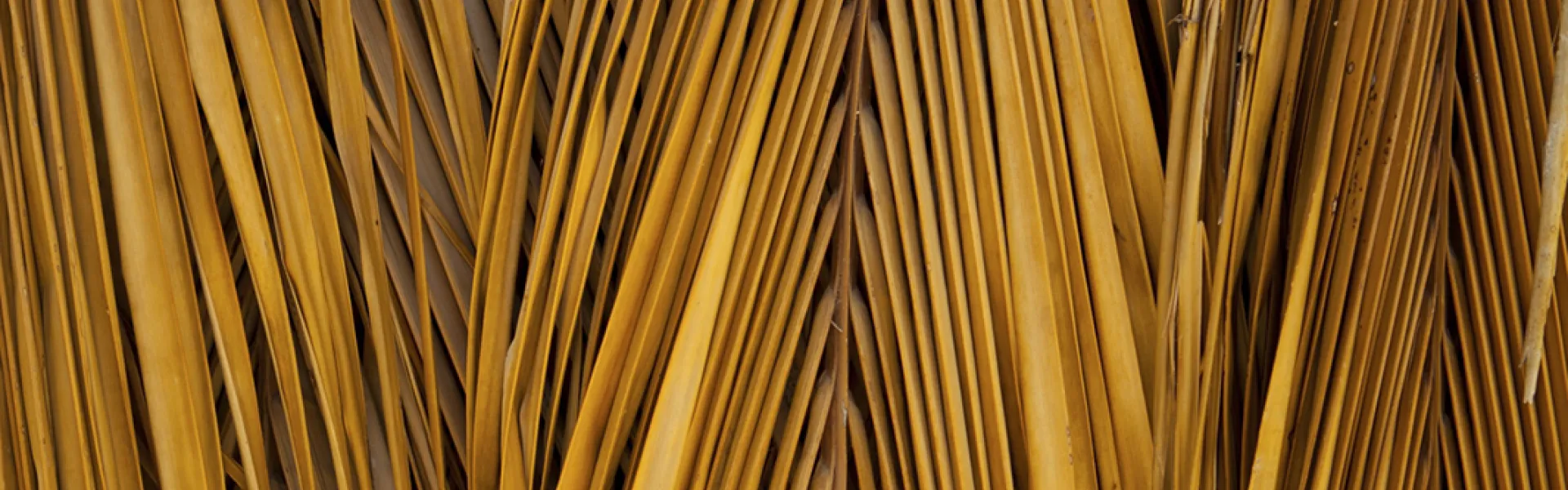 Palm Background
