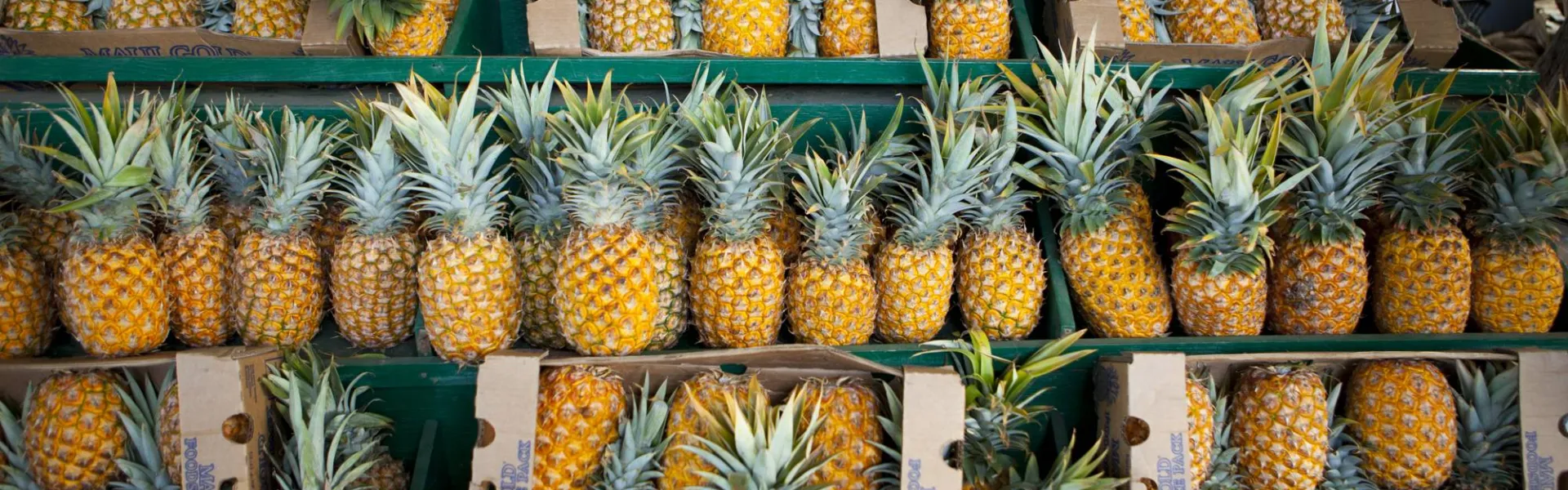Rows of fresh pineapples 