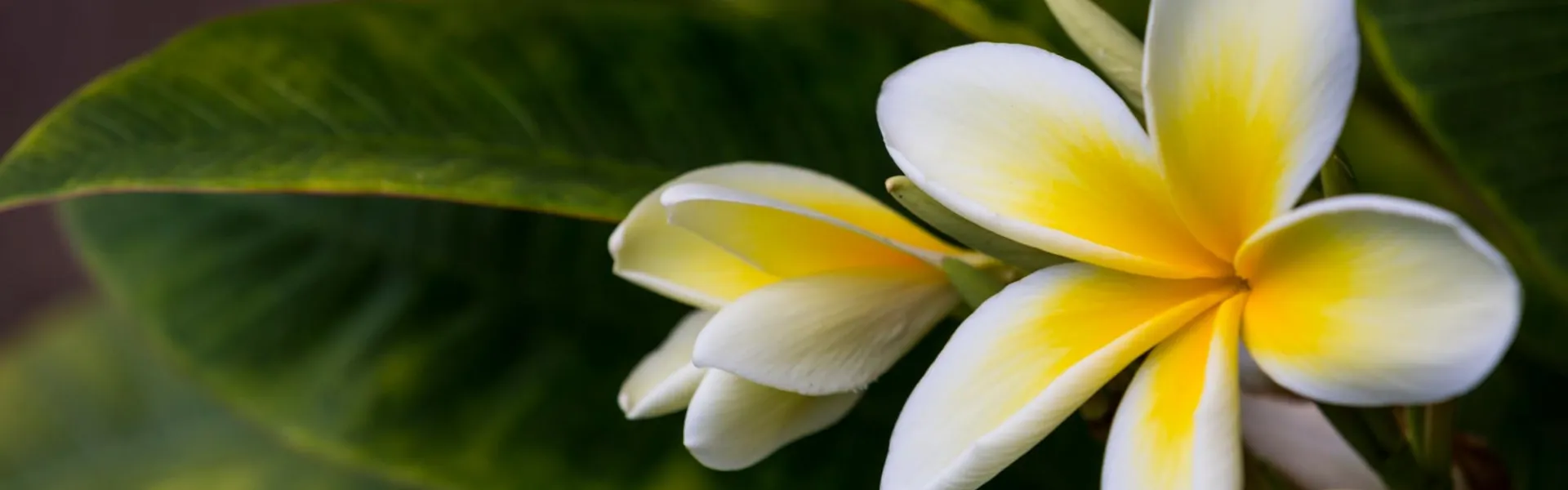 Hawaiian flower