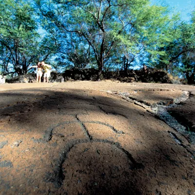 Close-up of ancient petroglyph carvings on a rocky surface surrounded by trees at Puako Petroglyph Archeological Preserve.
