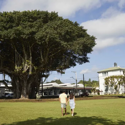 A couple walking on a grassy lawn near a large tree and historic buildings in Downtown Hilo.