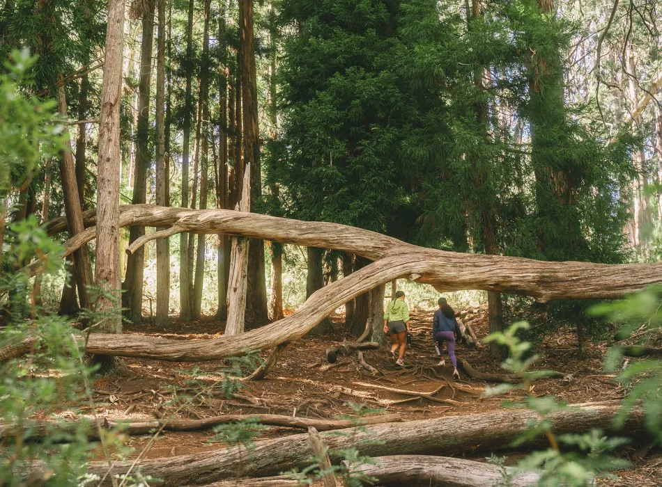 Travelers hiking along Hosmer Grove Trail at ʻĪao Valley State Monument on Maui in Hawaiʻi