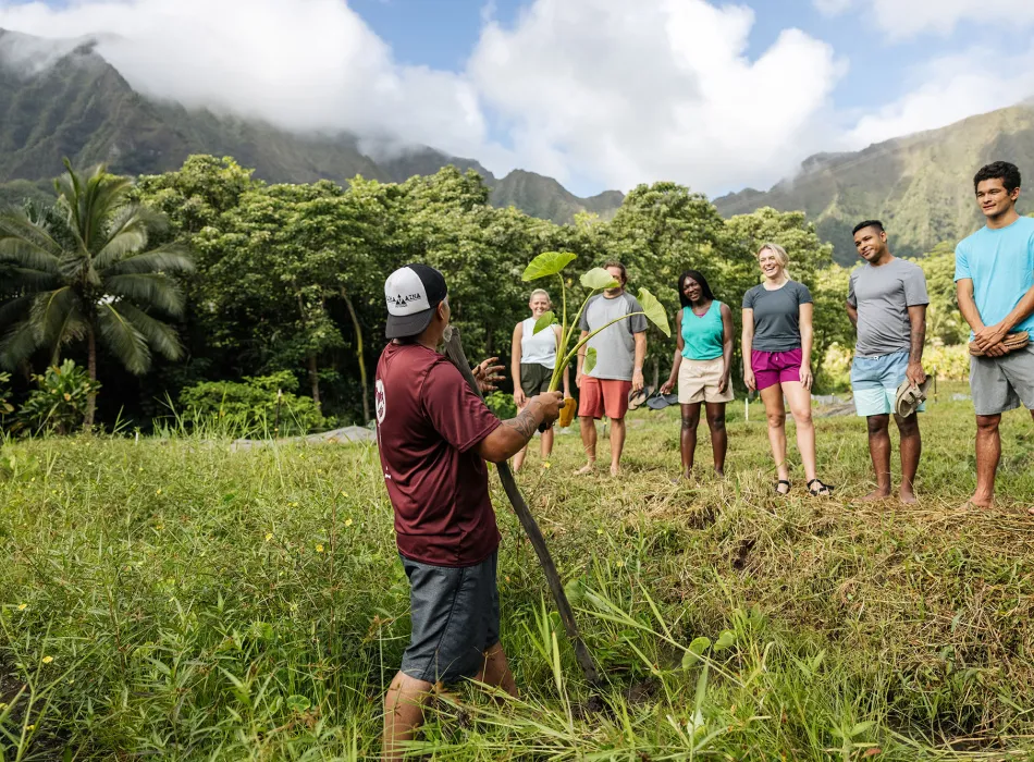 Volunteers being taught how to harvest kalo on Oʻahu Hawaiʻi