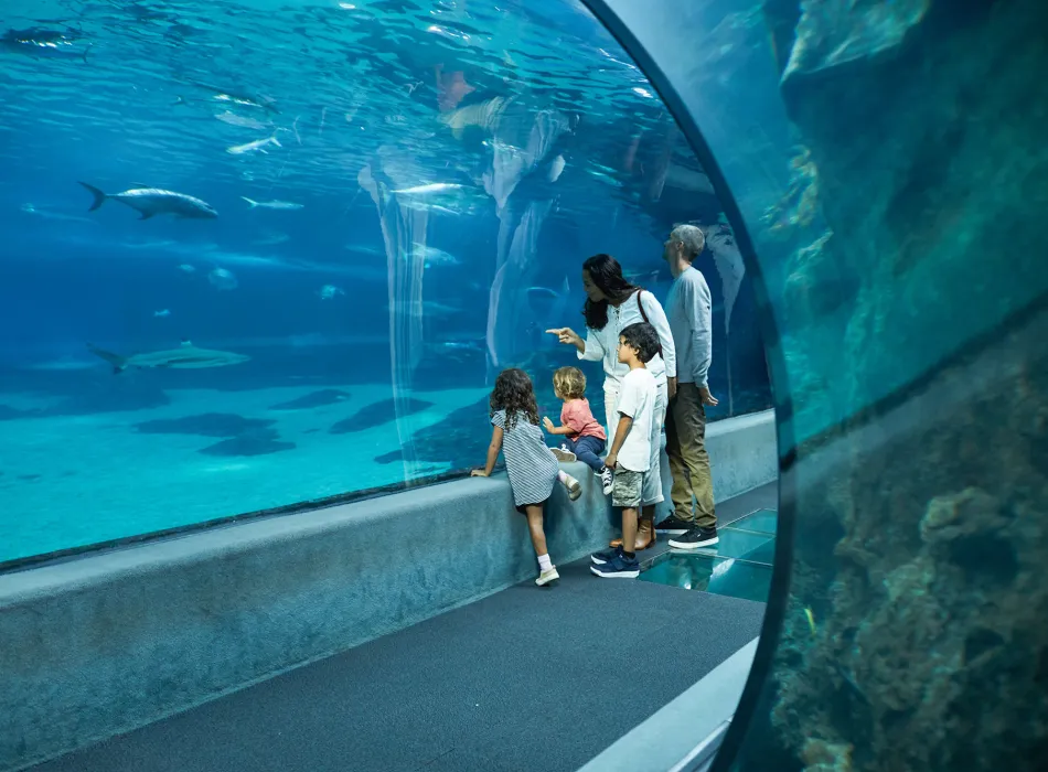 Family to the Maui Ocean Center in Hawaiʻi