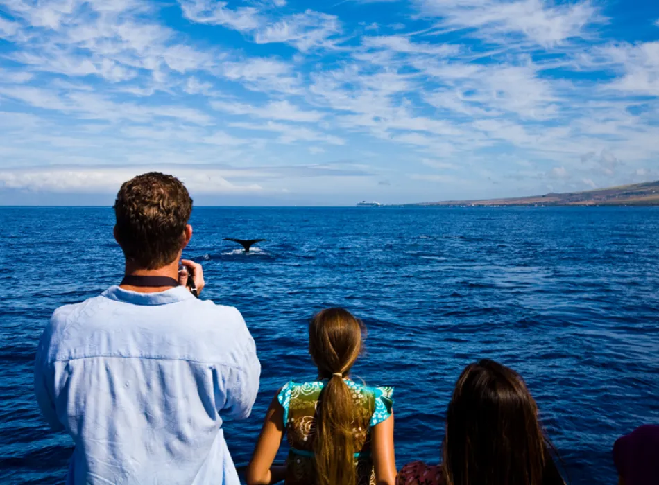 whale watching in Hawaii