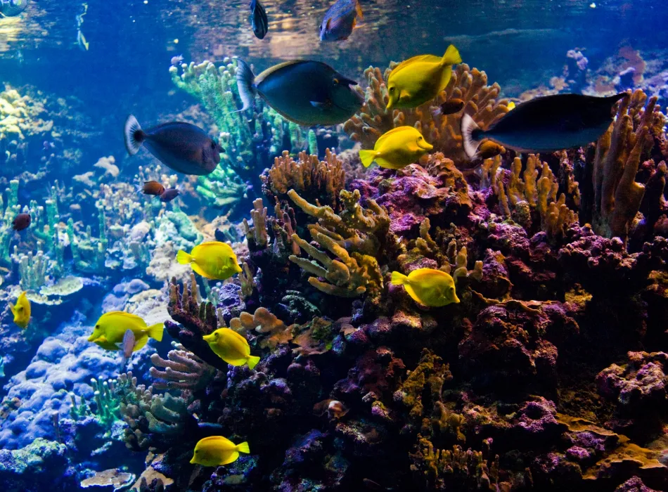 Bright yellow fish swim among a vibrant coral reef.
