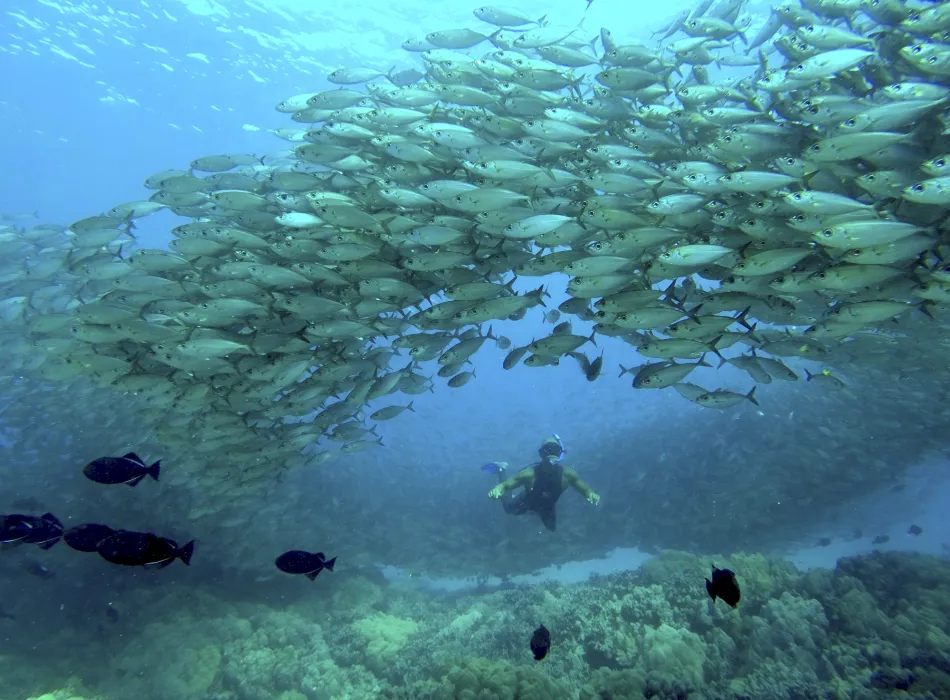 Snorkeler swimming under a large school of fish in clear blue water above a coral reef.