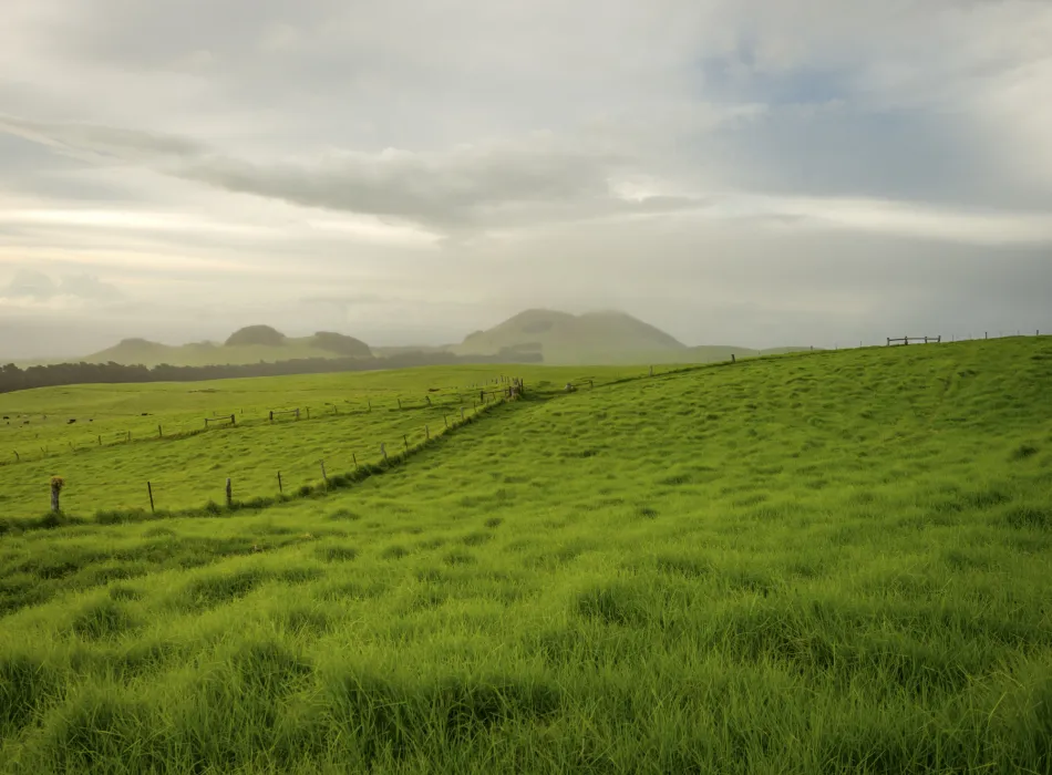 Vast green pastures of Waimea under a cloudy sky, with rolling hills and fences dividing the landscape.