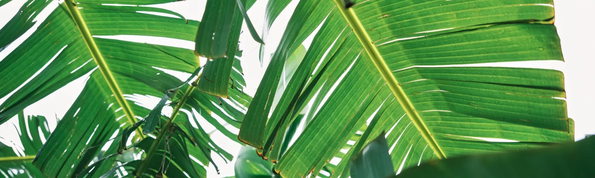 Greenery on Maui island Hawaii