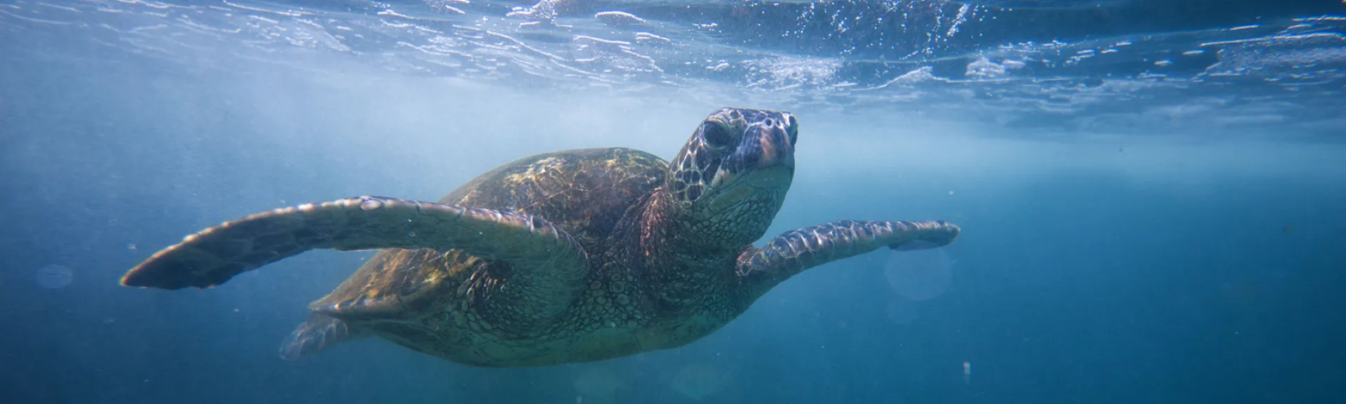 Sea turtle in ocean