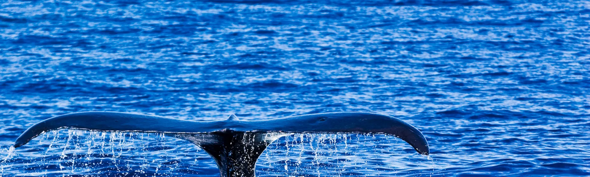 Whales tail breaching the water
