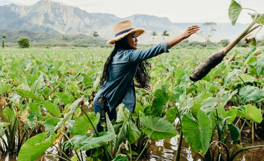 Woman throwing taro