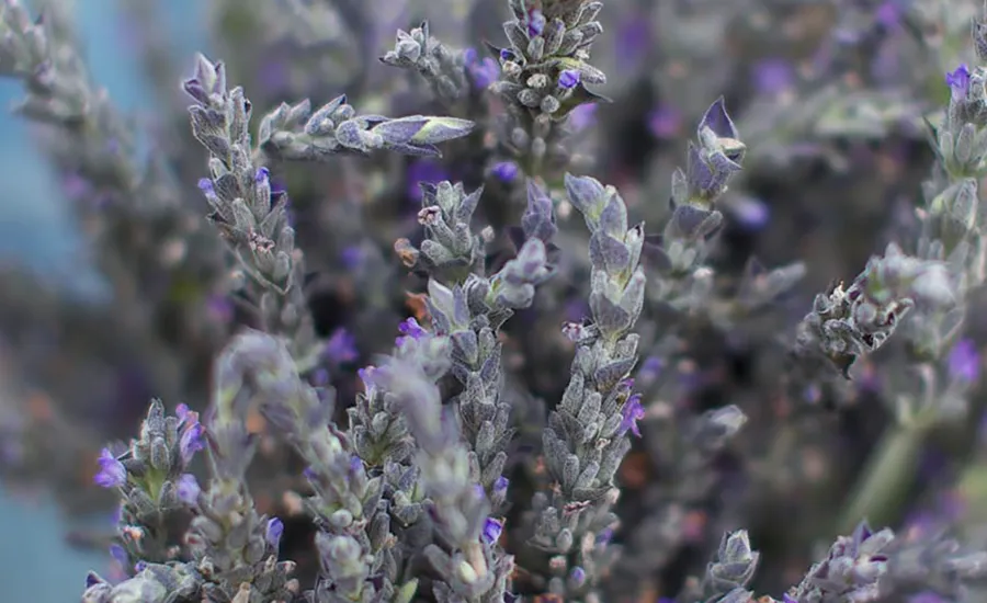 Lavender Farms Maui