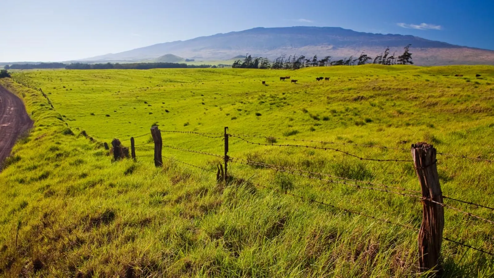 Vast green pastureland with a dirt road and a rustic barbed wire fence, set against a backdrop of rolling hills and a clear blue sky.