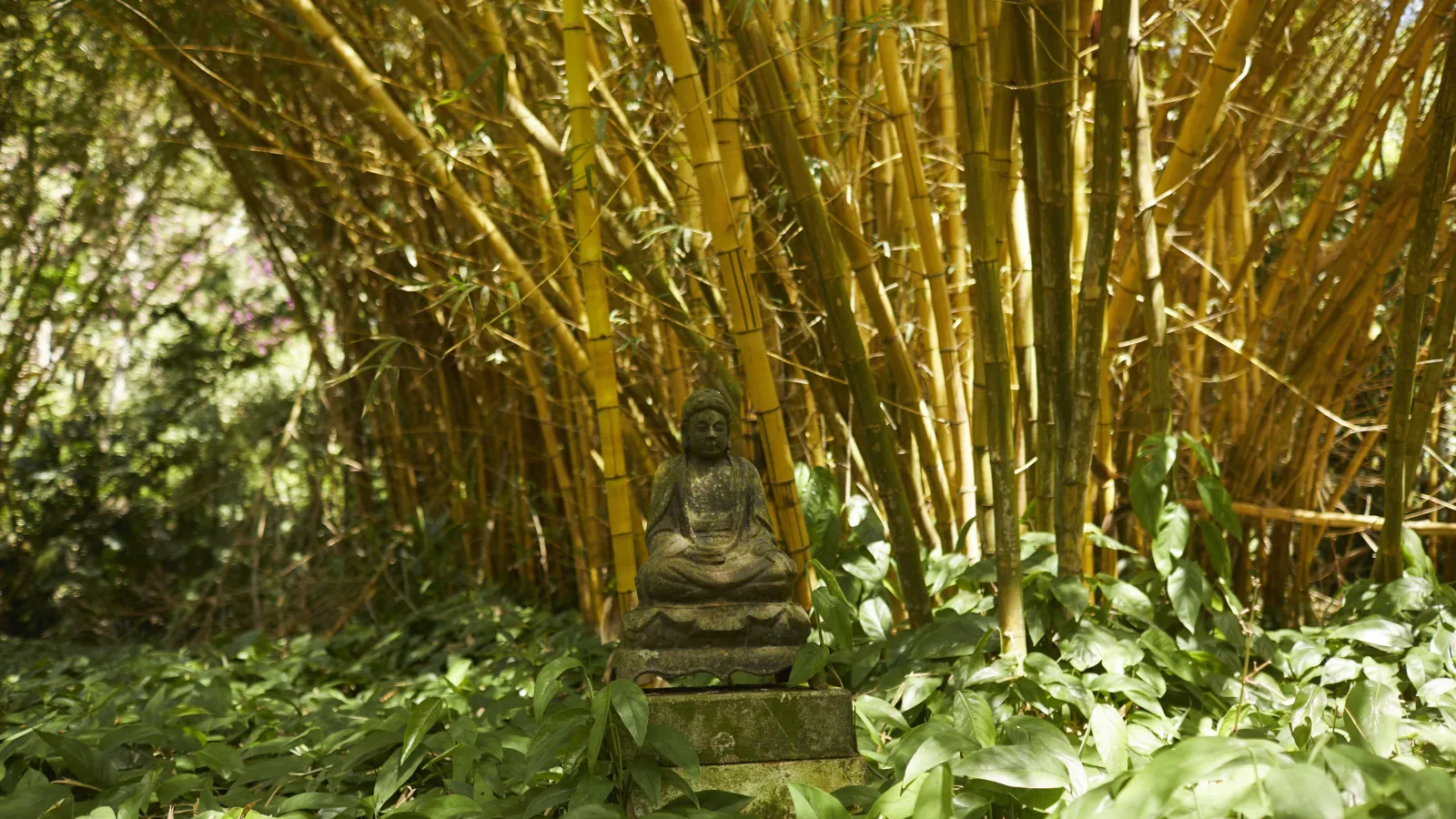 Bamboo Garden at Allerton Garden