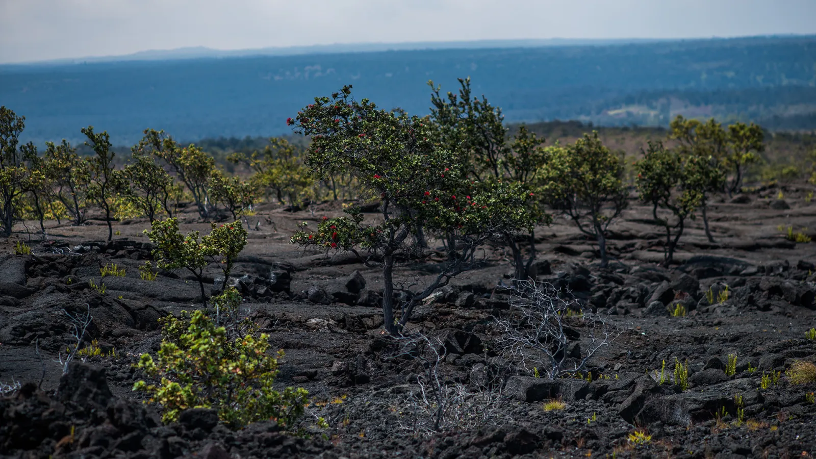 Land Conservation